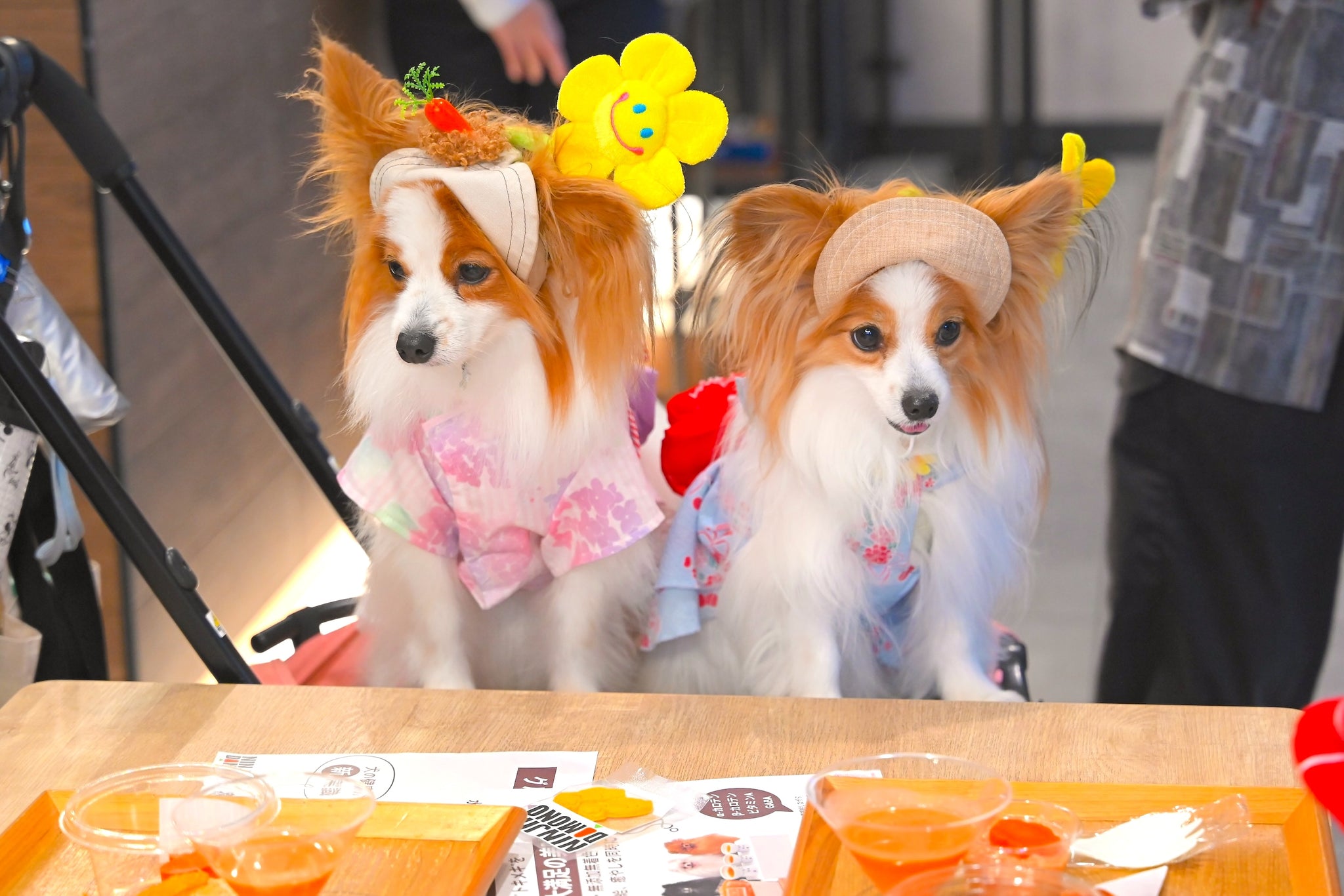 『11/29（土）開催』　【 わんわん「絆」フェス 】　参加券