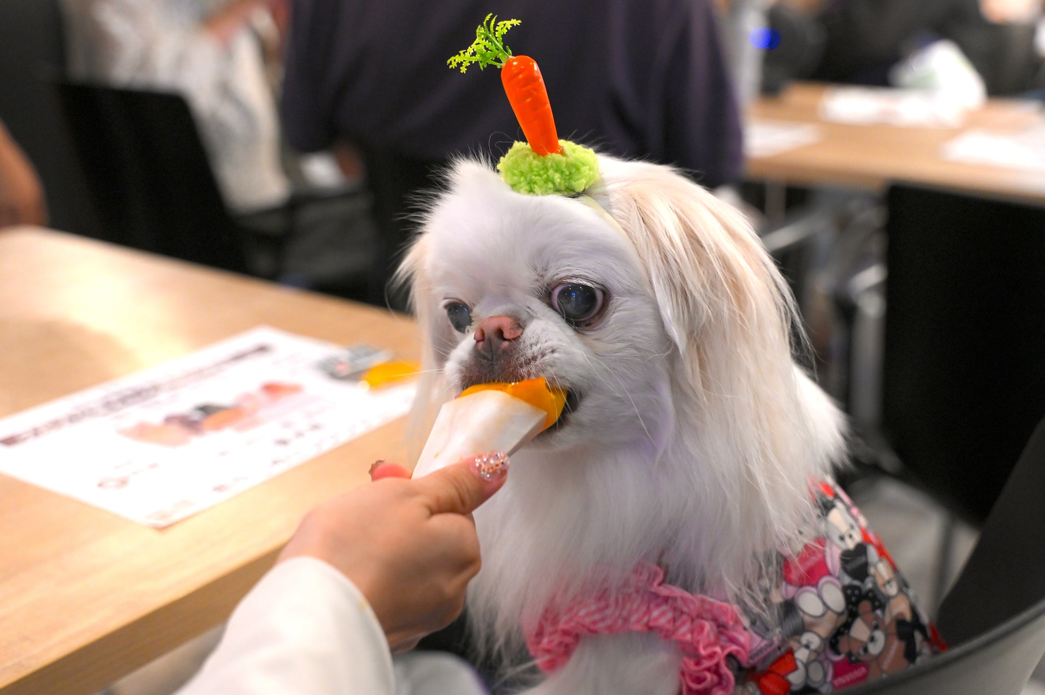 『11/29（土）開催』　【 わんわん「絆」フェス 】　参加券